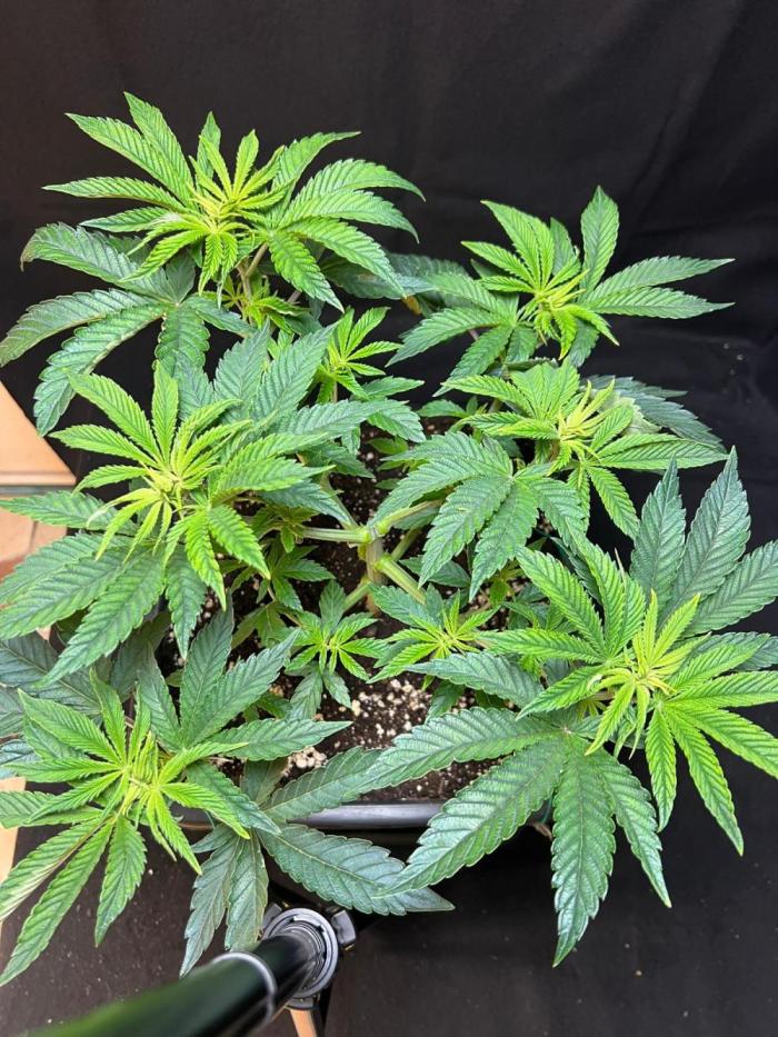 Zorroz X Zangria. Week 7