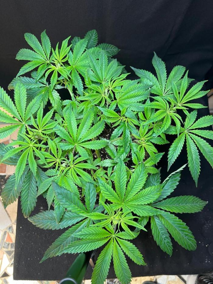 Liquid Hydrogen Peach. Week 6