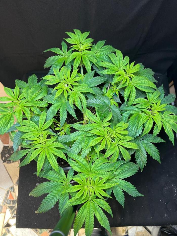 Permanent Pie. Week 7