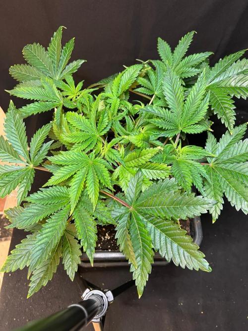 White Truffle X Chimera. Week 7