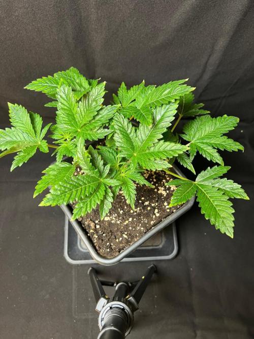 White Truffle X Chimera. Week 7