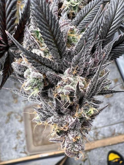 Dutch Passion / 2 Plants 1,56m2. Week 33