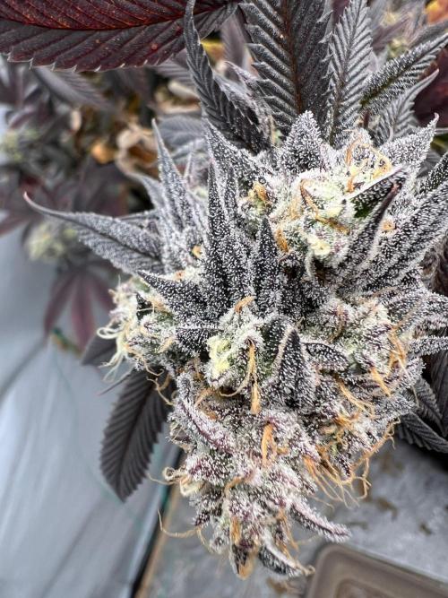 Dutch Passion / 2 Plants 1,56m2. Week 33