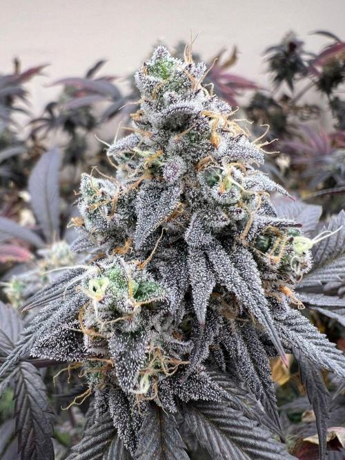 Dutch Passion / 2 Plants 1,56m2. Week 33