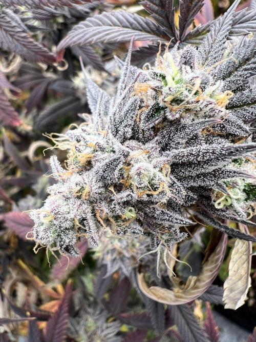 Dutch Passion / 2 Plants 1,56m2. Week 33