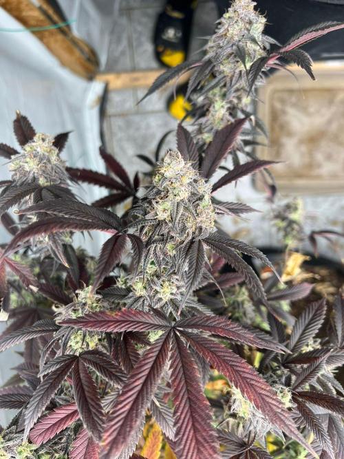 Dutch Passion / 2 Plants 1,56m2. Week 33