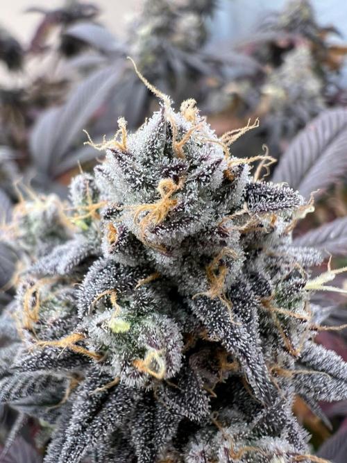 Dutch Passion / 2 Plants 1,56m2. Week 33