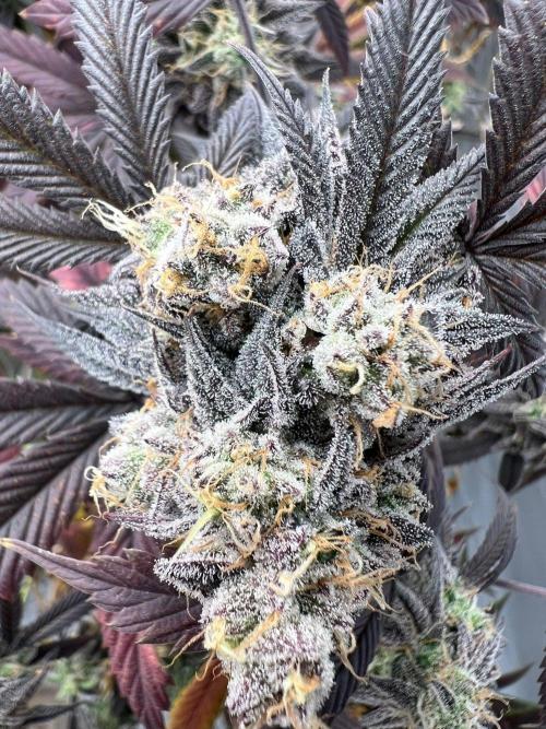 Dutch Passion / 2 Plants 1,56m2. Week 33