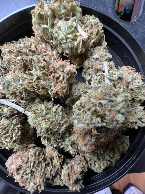 Dutch Passion / 2 Plants 1,56m2. Week 34