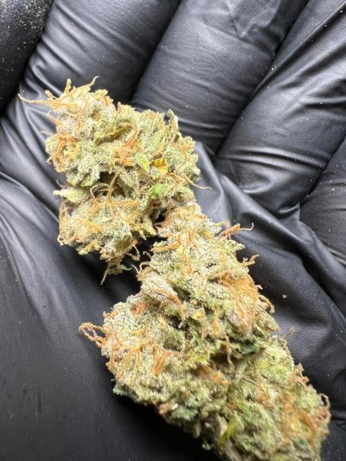 Dutch Passion / 2 Plants 1,56m2. Week 34