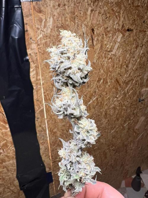 Dutch Passion / 2 Plants 1,56m2. Week 34