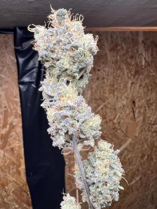 Dutch Passion / 2 Plants 1,56m2. Week 34