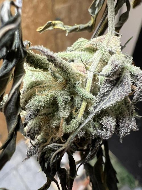 Dutch Passion / 2 Plants 1,56m2. Week 34