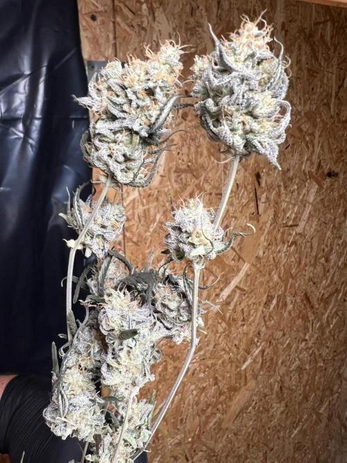 Dutch Passion / 2 Plants 1,56m2. Week 34