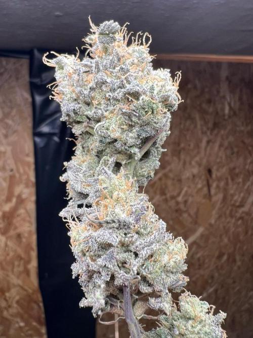 Dutch Passion / 2 Plants 1,56m2. Week 34