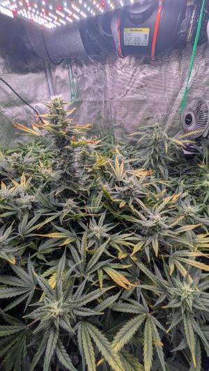 Comment by Eggie420 photo #1