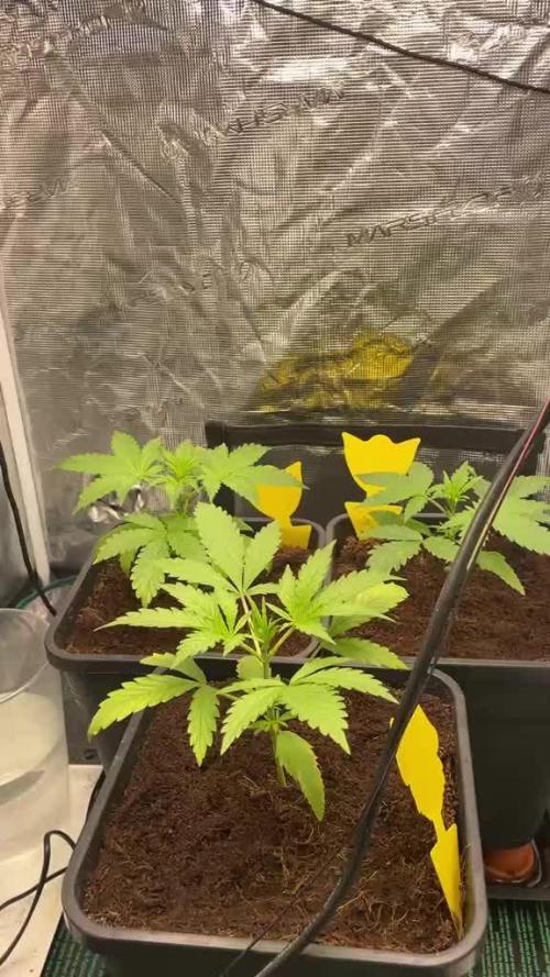 Coco Test Run with Auto Super Lemon Haze