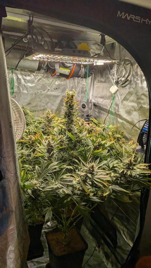 Coco Test Run with Auto Super Lemon Haze. Week 12