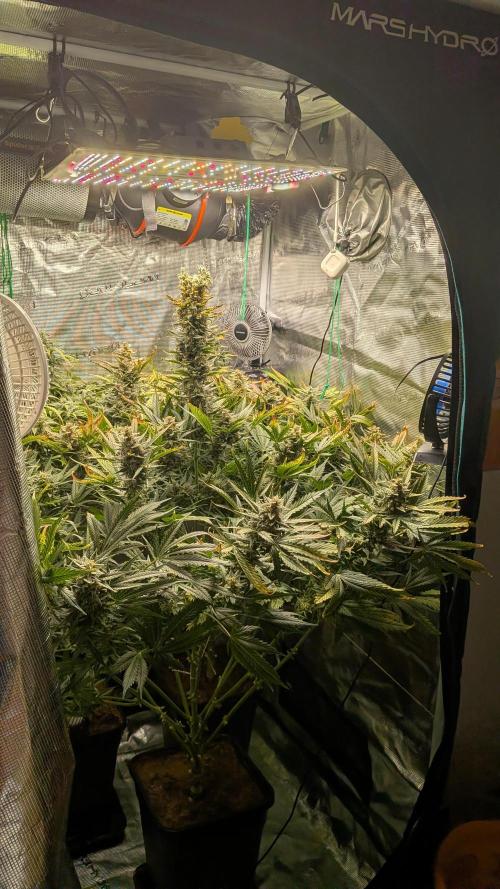 Coco Test Run with Auto Super Lemon Haze. Week 12