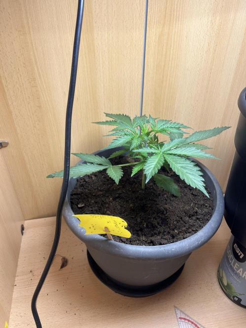 Bubblegum Saatgut. Week 3 - Gegen Ende Woche 3