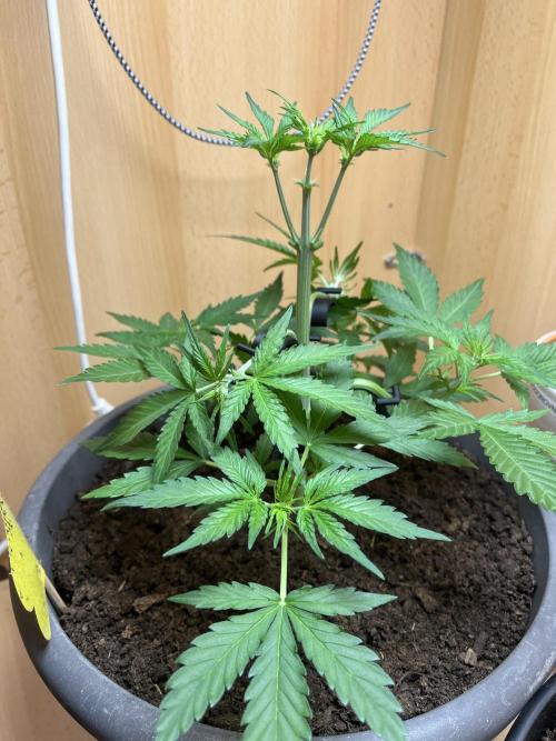 Bubblegum Saatgut. Week 5