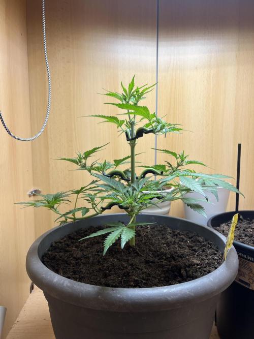 Bubblegum Saatgut. Week 5