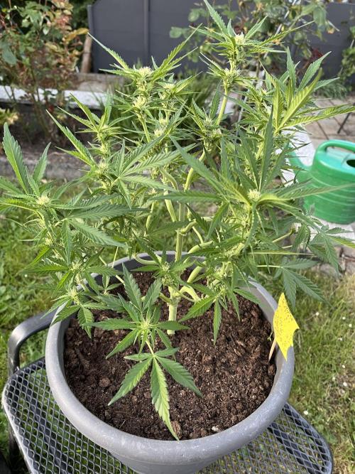 Bubblegum Saatgut. Week 7
