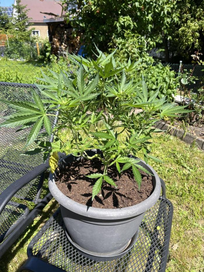 Bubblegum Saatgut. Week 6