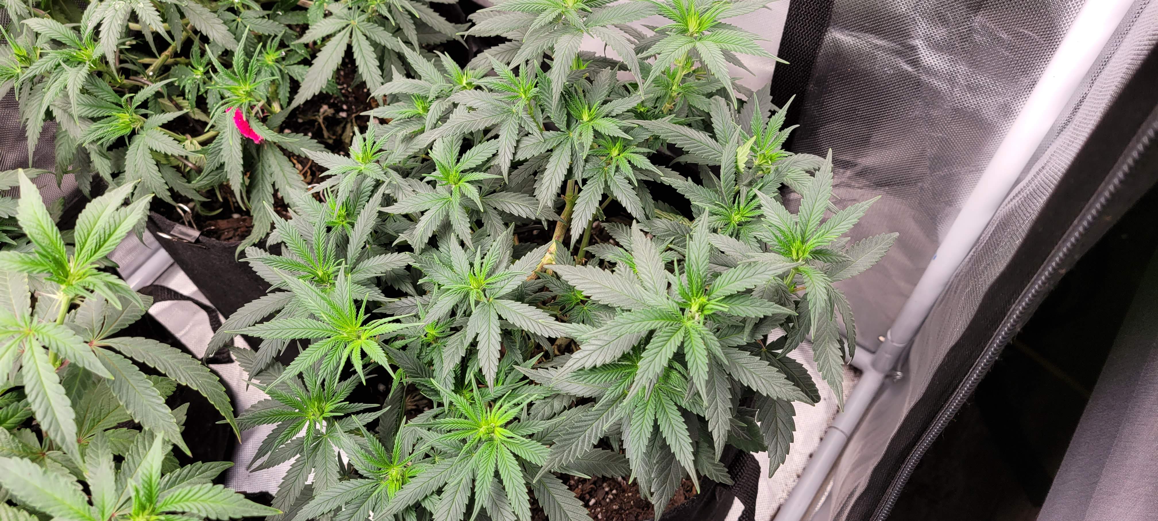 Big Detroit Energy 19 grow diary (journal) week10 by Visions GrowDiaries