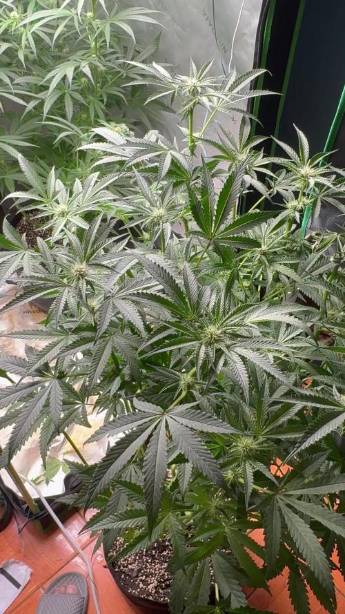 Second grow- Jelly Donutz