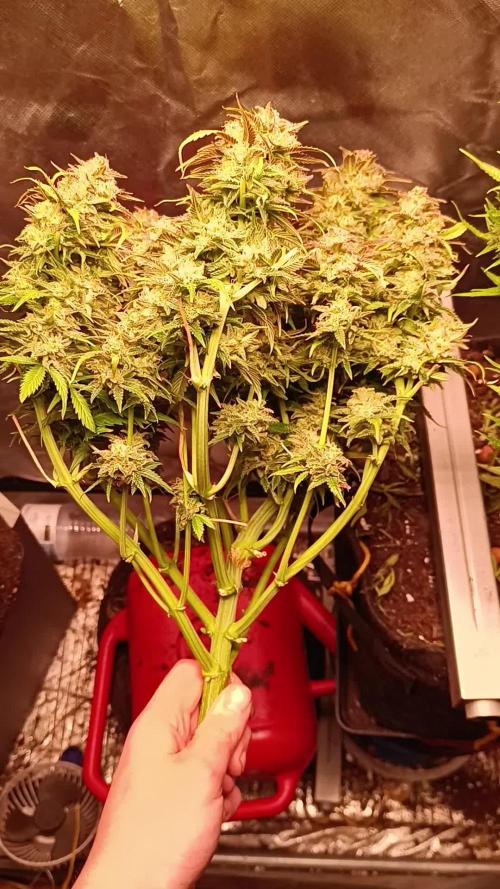 Bluebarry Auto@FastBuds