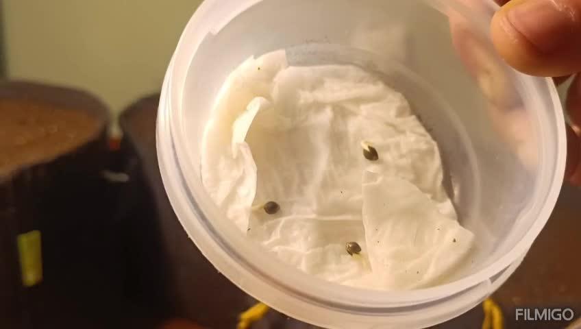 Runtz Automatic@Eternity Grow Cup 2025