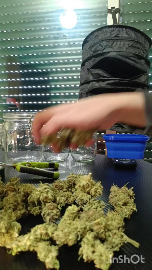 Bluebarry Auto@FastBuds
