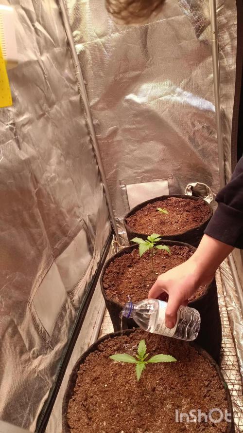 Runtz Automatic@Eternity Grow Cup 2025