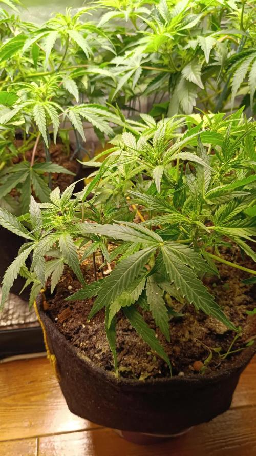 Runtz Automatic@Eternity Grow Cup 2025