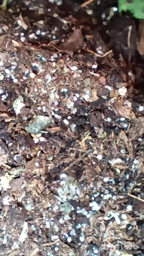 Runtz Automatic@Eternity Grow Cup 2025