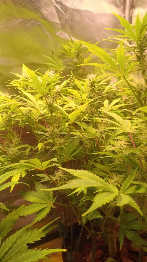 Runtz Automatic@Eternity Grow Cup 2025