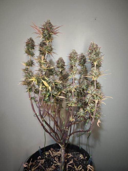 Auto Banana Blaze@Dutch Passion. Week 12