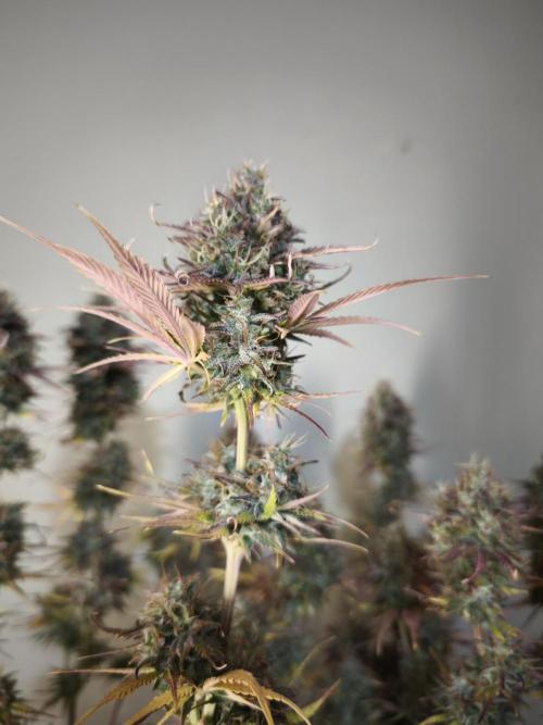 Auto Banana Blaze@Dutch Passion. Week 12