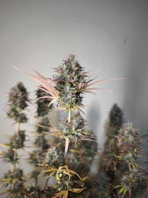 Auto Banana Blaze@Dutch Passion. Week 12