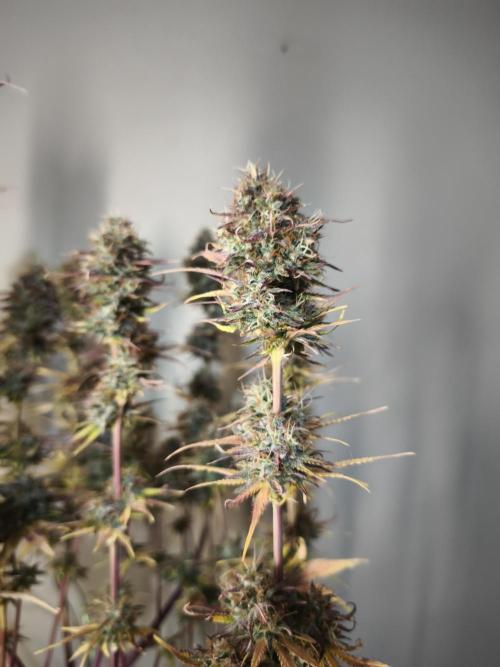 Auto Banana Blaze@Dutch Passion. Week 12