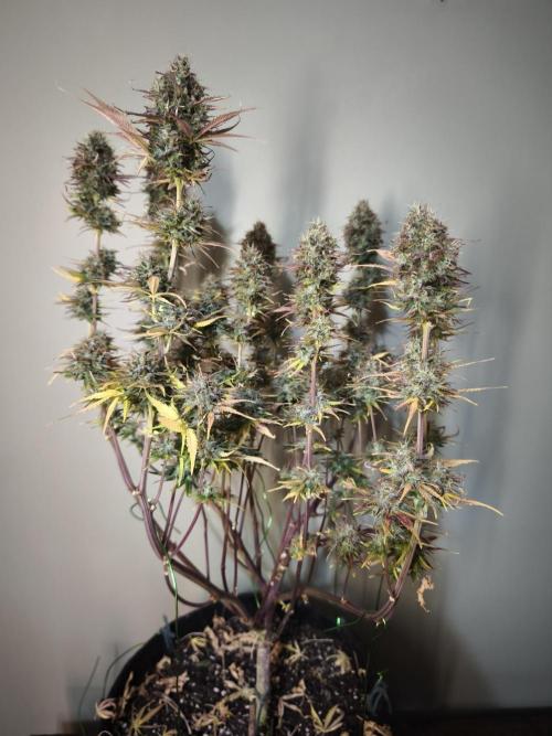 Auto Banana Blaze@Dutch Passion. Week 12