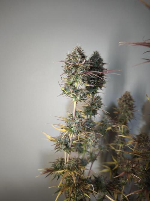 Auto Banana Blaze@Dutch Passion. Week 12