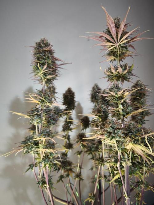 Auto Banana Blaze@Dutch Passion. Week 12