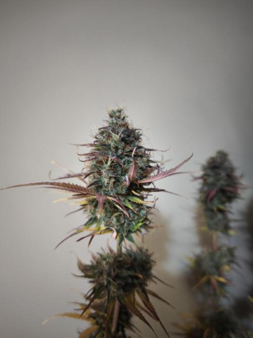 Auto Banana Blaze@Dutch Passion. Week 12