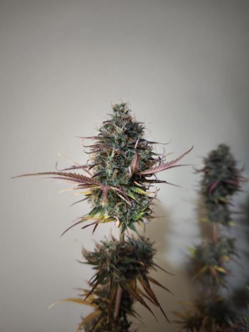 Auto Banana Blaze@Dutch Passion. Week 12