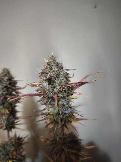 Auto Banana Blaze@Dutch Passion. Week 12