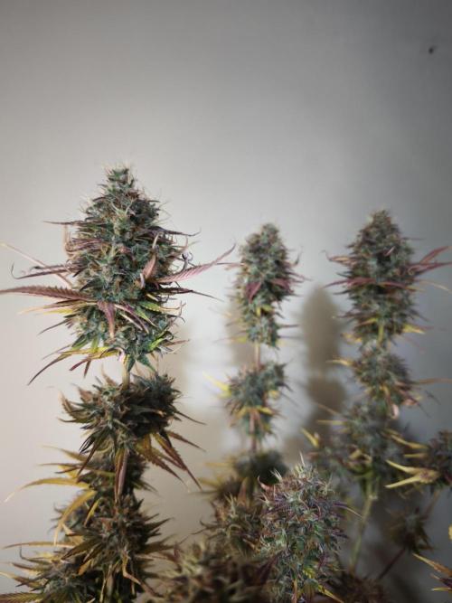 Auto Banana Blaze@Dutch Passion. Week 12