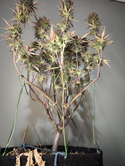 Auto Banana Blaze@Dutch Passion. Week 12