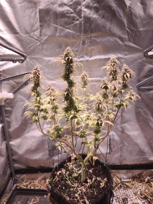 Auto AK-47 XL@DivineSeeds. Week 13